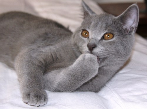 catnow's profile picture. 休止と再開を繰り返しながら、16年目になりました。いまは趣味の洋楽と洋画に関する投稿が中心です。