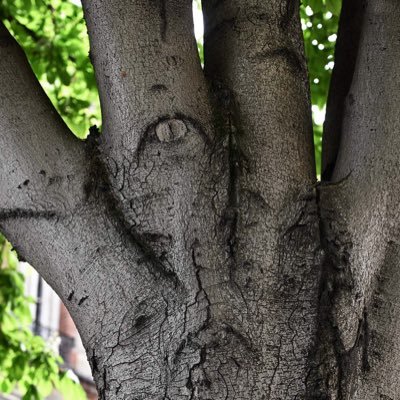 Arbres à âme https://t.co/5Il7llqbtU