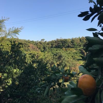梅とみかんの農家