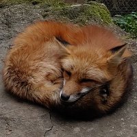 Haseleo (@haseleo1) 's Twitter Profile