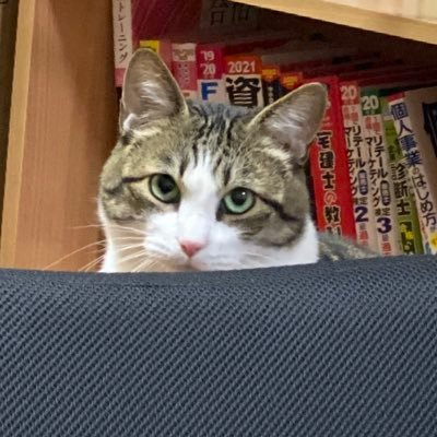 猫を愛し猫に嫌われる系の人 猫アレルギーだけど猫が好きなのでネットの中だけは猫まみれにしたい