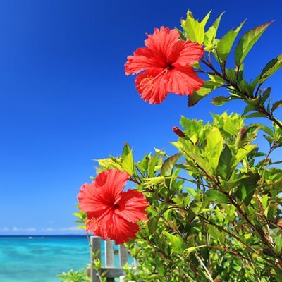 Ryukyu443Ryukyu's profile picture. H/R&H/M