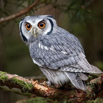 An owl a day keeps the sadness away.