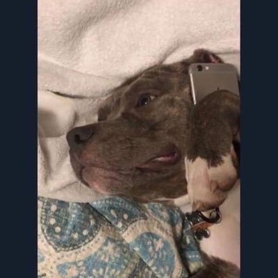 dankyeeta's profile picture. Just a squirrel trynna get a nut