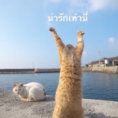 nupnapp1's profile picture. ตื่อดึงตื่อดึง ดึ้ง! กินจุ้บจิ้บกินจุ้บจิ้บกินจุ้บกินจิ้บกินจุ้บจิ้บ