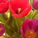 sam bunch - @redtulipsplease - Twitter