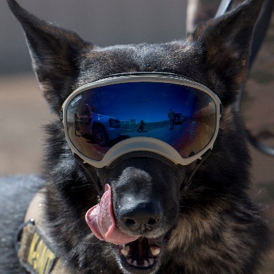 OnPatrolK9 Profile Picture