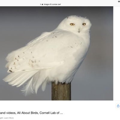 rca326's profile picture. United States Air Force Vietnam Veteran, Retired Auto Worker, Ravens fan, Resister to save our Democracy, Don’t believe in religion! or any higher power,