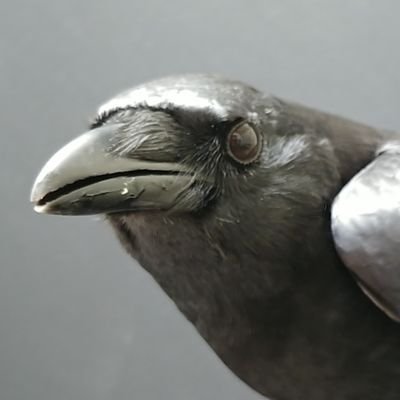 birdbike613's profile picture. Pro bird-safe buildings, anti glass (unless it's safe for birds) and light pollution. It's not sustainable if it kills birds. @SafeWingsOtt