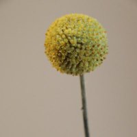 Caroline Handtmann (@chandtmann) Twitter profile photo