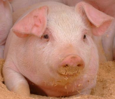 エコ飼料で美味しいお肉を提供します