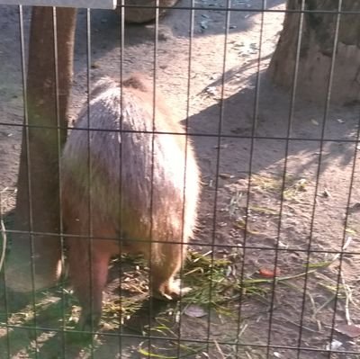 eiss2's profile picture. 三次元↔二次元を反復横跳び。永遠のにわかヲタク。🏇をゆるゆると→カレンミロティックとキセキとシーザリオが特に好き。産駒応援。ｷｰﾌｧｰｽﾞとｲﾝｾﾞﾙ贔屓目。