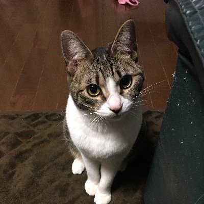 キングパンダ 猫依存症 Kingpanda1331z Twitter