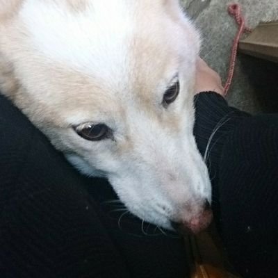 南部美術 オークション 先ず三冊の裏表紙に 宇宙の奇法 天下の妙術 漏らさずこの中 原典は外国でしょうか 一 鮫肌を治す法 一 過淫 手淫の衰弱を治す法 等々 正に怪書が5冊 明治23 40年の出版です T Co Hy85agifso