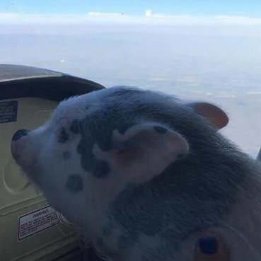 Flyin pig