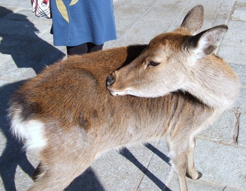 年に数回JRのお得な切符を使って鹿児島から奈良などに旅したりしてます。普段はジュンク堂、オプシアミスミ、鹿児島中央駅などに出没。JR九州、仏像に反応します。