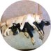 M-Shibainu11 (@m_shibainu11) Twitter profile photo M-Shibainu11 (@m_shibainu11) Twitter profile photo