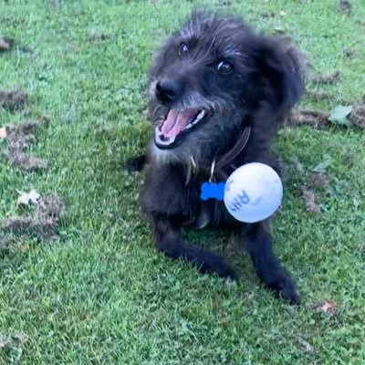 SpitfireTheDog's profile picture. Well-being dog and happiness spreader at The Royal High School Bath. Now retired and living my best life in North Devon with my son Merlin and human mum.