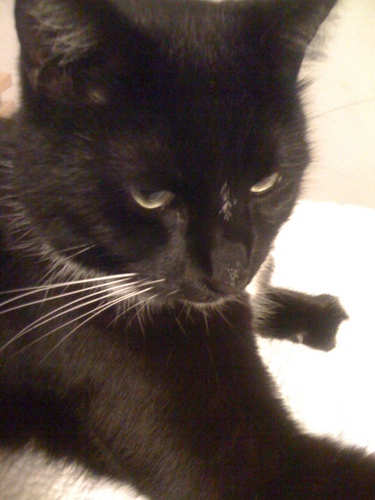 ashlyniva's profile picture. Just an 11 year old girl earning her way through life.