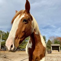 Randy’s Rescue Ranch (@randysranch) 's Twitter Profile