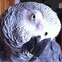 Robert Ullrich - @greyherron - Twitter