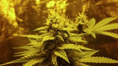 I've been growing this beautiful plant for 32+ years. Now I am striving to bring back the rare strains no longer found.