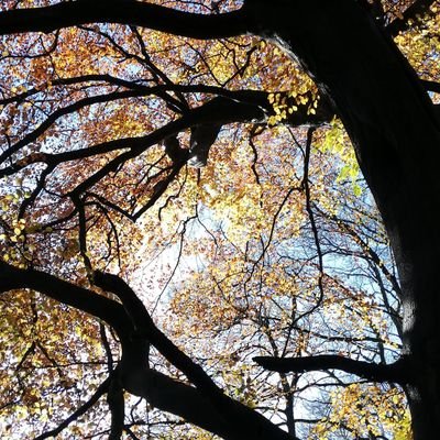 Lecturer in Arboriculture HE, Myerscough College. Plantaholic and Dendrologist