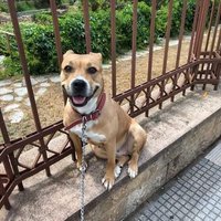 friendlyDogLacta (@4nt0ni0s__) 's Twitter Profile