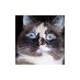 Stinky Slippers (@stinkyslippers) Twitter profile photo