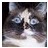 StinkySlippers's profile image