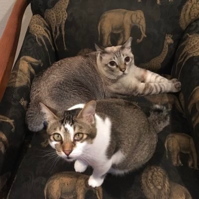 Aviator: 39 yrs flying pistons/turboprop/jets/Seaplane/Aerospace CEO, For all animals, co-founder Literati Singapore Book club, #millets farmer in 🇵🇭 #catman