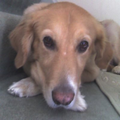 Sandybestdog Profile Picture