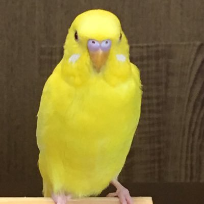 ルチノーぴいと2019年10月生まれのてんてんの母。コーギーのチップの母でもあります。ウロコインコのしーなは三女。長女はホーランドロップとチンチラ飼い。動物園化までもうすぐ❣️ https://t.co/kw50rtUyUH