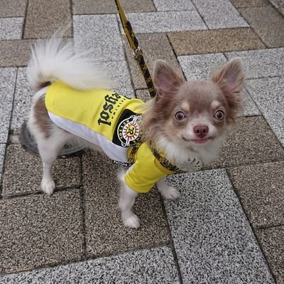 🐶チワワ🐶/イザベラ ホワイト&タン/🎂2018年9月17日生まれ🎂/5歳/♂/⚽柏レイソルサポーター犬⚽/おはよう/https://t.co/dHnr7RS6nu