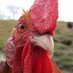 A Sketchy Chicken (PARODY not an actual chicken) (@goodowens) Twitter profile photo