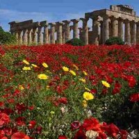 Parco Selinunte (@parcoselinunte) 's Twitter Profile