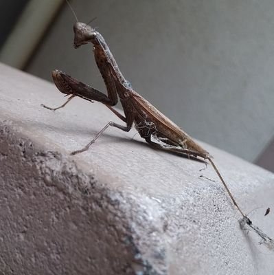 柔らかさで歪んだ精神のまま、怪獣と溶け合って生きてる。
ビルン核が疼いた夜にだけ、詩を産む。
#性癖怪獣図鑑 の管理者であり、崩壊寸前の目撃者。
顔に柔らかを、心にビルンを。