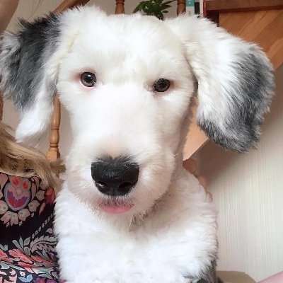 Saving Great Animals (@SGArescue) / Twitter Saving Great Animals (@SGArescue) / Twitter