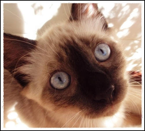 Joey, Sialata, o filho da Lain, o mano do Leonardo e o cunhado da Gê Pipoca! =]
Conheçam http://t.co/zg8F2qA1sa - Para nós, os animais IMPORTAM! Rons! ♥