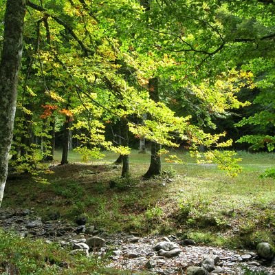 Gestión Forestal Sostenible Aragón