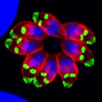 Soldati Lab (@soldatilabtoxo) 's Twitter Profile Photo Soldati Lab (@soldatilabtoxo) 's Twitter Profile Photo