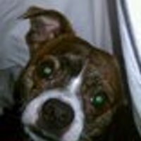 PROCKY (@thepeoplegeek) 's Twitter Profile