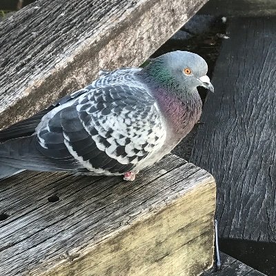 ただのさえないサラリーマンですが、たまの旅行が生き甲斐です。メッセージ募集中。
【重要】反社会的勢力が疑われる場合はブロックします。
