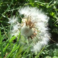 SD36SEED (@sd36seed) 's Twitter Profile