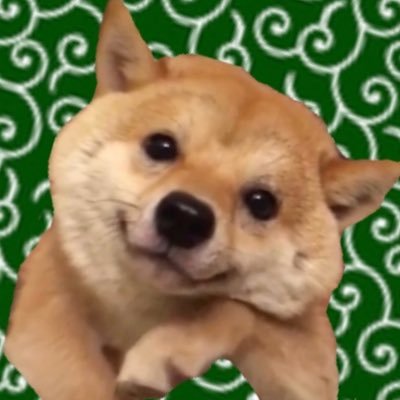 豆柴 豆千代くん  mamechiyoさんのプロフィール画像