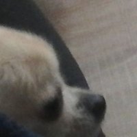Elbomda (@elbomda) 's Twitter Profile