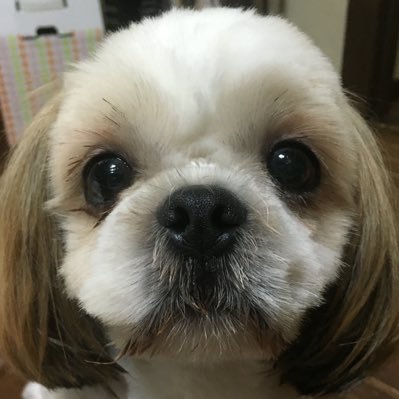 tgzPdsKhLB6HGWw's profile picture. ワンコとニャンコを愛する片麻痺の障がい者 #脳卒中#視床出血#視床痛#右片麻痺#障がい者#パラスポーツ指導員#点訳ボランティア＃失語症者意思疎通支援#障害者相談員