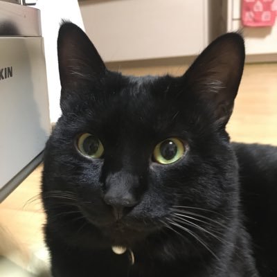 愛猫黒猫ごま♂保護猫2018年11月から家族になりました。坂本サトル好き❗️熊谷育美好き！青森県のアーティスト好き！、aiko好き、猫好き！、バイク好き！