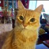 SVDMatrix's profile picture. I'm a cat who doesn't want to be put in a box.