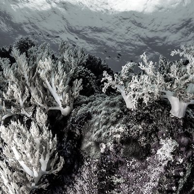 just a group of teenagers trying to make change.
Re-posts, videos and many posts to support coral reef awareness.
follow our instragram @ aworldwithoutcorals_!